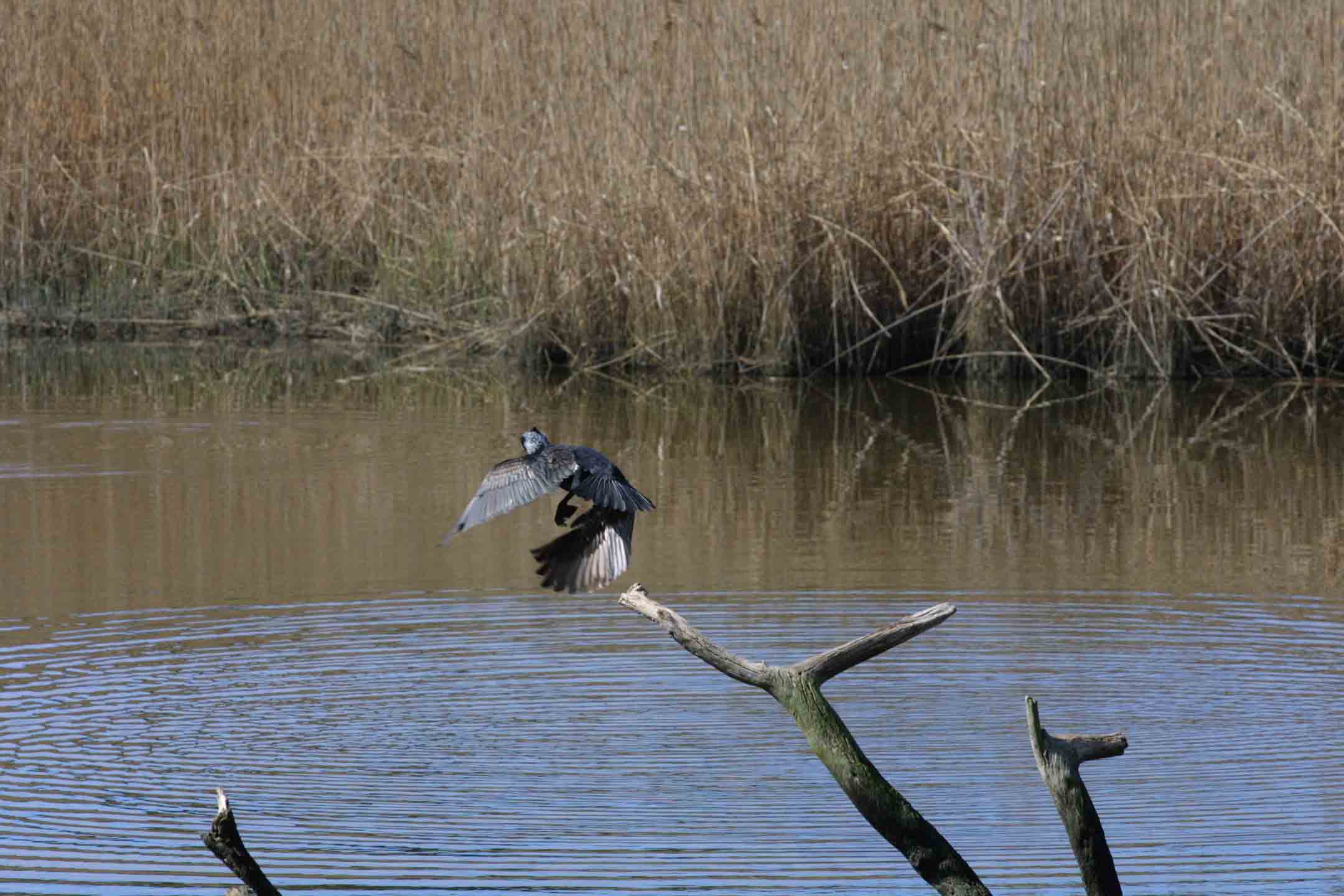 Involo di cormorano